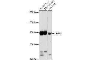 Western blot analysis of extracts of various cell lines, using DUSP8 antibody (ABIN7266849) at 1:1000 dilution. (DUSP8 Antikörper)