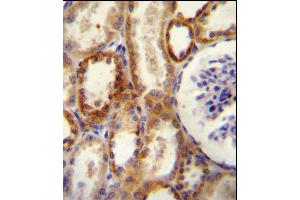 CD73 (NT5E) Antibody (N-term) (ABIN388749 and ABIN2839010) immunohistochemistry analysis in formalin fixed and paraffin embedded human kidney tissue followed by peroxidase conjugation of the secondary antibody and DAB staining. (CD73 Antikörper  (N-Term))