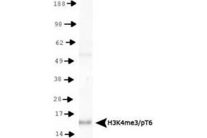 Western Blotting (WB) image for anti-Histone 3 (H3) (H3K4me3), (pThr6) antibody (ABIN5706775)