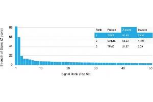 Analysis of Protein Array containing more than 19,000 full-length human proteins using GFAP Mouse Monoclonal Antibody (GFAP/2076) Z- and S- Score: The Z-score represents the strength of a signal that a monoclonal antibody (MAb) (in combination with a fluorescently-tagged anti-IgG secondary antibody) produces when binding to a particular protein on the HuProtTM array. (GFAP Antikörper  (AA 101-200))