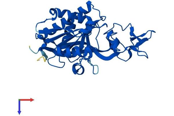 ASPA Protein (AA 1-313) (His tag)
