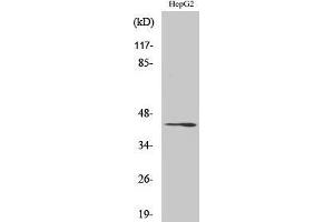 Western Blotting (WB) image for anti-Ras-Related GTP Binding C (RRAGC) (C-Term) antibody (ABIN3186679) (GTR2 Antikörper  (C-Term))