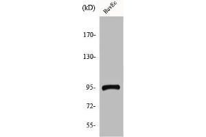 Western Blot analysis of HuvEc cells using CCDC45 Polyclonal Antibody (CEP95 Antikörper  (Internal Region))