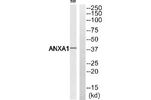 Western blot analysis of extracts from 293 cells, using ANXA1 (Ab-21) antibody. (Annexin a1 Antikörper  (Tyr21))