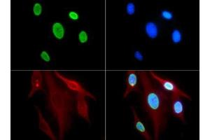 Immunofluorescence of Rabbit Anti-Histone H3 [ac Lys9] Antibody. (Histone 3 Antikörper  (H3K9ac))