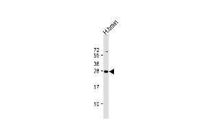 PLD6 Antikörper  (AA 125-154)