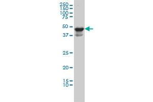 MDS028 monoclonal antibody (M04), clone 2E8 Western Blot analysis of MDS028 expression in HL-60 . (ITFG2 Antikörper  (AA 1-447))