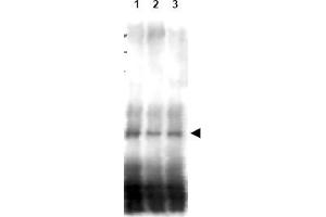 Image no. 1 for anti-CD151 (CD151) (AA 26-35) antibody (ABIN401338) (CD151 Antikörper  (AA 26-35))