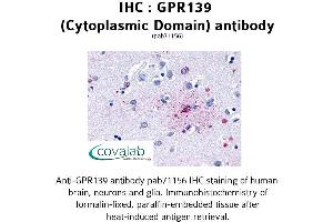 Image no. 1 for anti-G Protein-Coupled Receptor 139 (GPR139) (1st Cytoplasmic Domain) antibody (ABIN1734943) (GPR139 Antikörper  (1st Cytoplasmic Domain))
