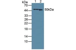 Figure. (GFAP Antikörper  (AA 256-357))
