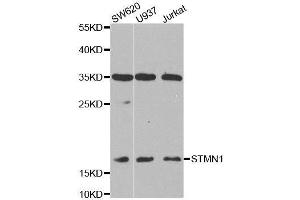 Western blot analysis of extracts of various cell lines, using STMN1 antibody. (Stathmin 1 Antikörper  (AA 1-149))