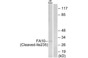 Western blot analysis of extracts from rat liver cells, using FA10 (activated heavy chain, Cleaved-Ile235) antibody. (Coagulation Factor X Antikörper  (Cleaved-Ile235))