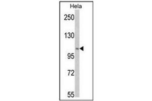 Western blot analysis of PI3KC3 Antibody  in Hela cell line lysates (35ug/lane).