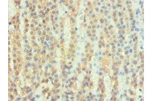 Immunohistochemistry of paraffin-embedded human adrenal gland tissue using ABIN7167679 at dilution of 1:100 (ATP6AP2 Antikörper  (AA 251-350))