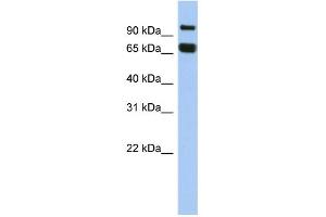 WB Suggested Anti-GGN Antibody Titration: 0. (GGN Antikörper  (N-Term))