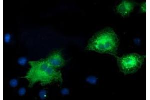 Anti-MAPK7 mouse monoclonal antibody (ABIN2453998) immunofluorescent staining of COS7 cells transiently transfected by pCMV6-ENTRY MAPK7 (RC203506). (MAPK7 Antikörper)