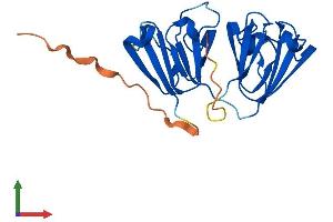 Protein Structure (PS) image for Crystallin, beta B3 (CRYbB3) (AA 1-211) protein (His tag) (ABIN7561607)