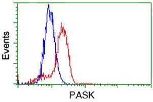 Image no. 1 for anti-PAS Domain Containing Serine/threonine Kinase (PASK) antibody (ABIN1500032)