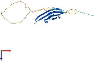 HSPB7 Protein (AA 1-169) (His tag)