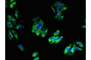 Immunofluorescent analysis of HepG2 cells using ABIN7163548 at dilution of 1:100 and Alexa Fluor 488-congugated AffiniPure Goat Anti-Rabbit IgG(H+L) (Plasmolipin Antikörper  (AA 1-35))