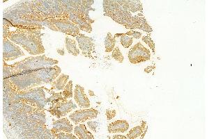 ABIN6257434 and ABIN6273695 at 1/100 staining Rat colon tissue by IHC-P. (PLCE1 Antikörper  (C-Term))