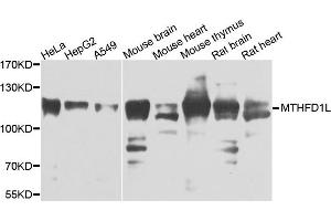 Western blot analysis of extracts of various cells, using MTHFD1L antibody. (MTHFD1L Antikörper)