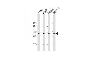 All lanes : Anti-RPS2 Antibody (C-Term) at 1:2000 dilution Lane 1: Jurkat whole cell lysate Lane 2: A549 whole cell lysate Lane 3: HepG2 whole cell lysate Lane 4: NIH/3T3 whole cell lysate Lysates/proteins at 20 μg per lane. (RPS2 Antikörper  (AA 248-379))