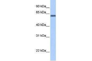 WB Suggested Anti-ZBTB26 Antibody Titration:  0. (ZBTB26 Antikörper  (C-Term))