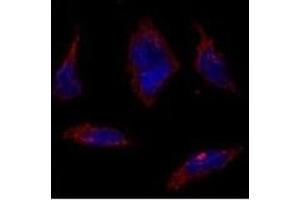 Immunofluorescence analysis of SOX2 Antibody (N-term) (ABIN388797 and ABIN2839124) in HeLa cells. (SOX2 Antikörper  (N-Term))