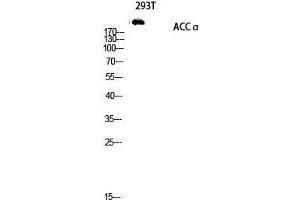 Western Blot (WB) analysis of 293T lysis using ACCalpha antibody.