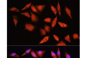Immunofluorescence analysis of L929 cells using HSPA2 Polyclonal Antibody at dilution of 1:100. (HSPA2 Antikörper)