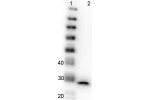 Western Blot of GFP Western Blot of Mouse anti-GFP antibody. (TrueBlot® Immunoprecipitation and Western Blot Kit for GFP Epitope Tag)