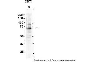 Sample Type: 3. (CDT1 Antikörper  (C-Term))