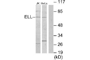 Western blot analysis of extracts from Jurkat cells and HeLa cells, using ELL antibody. (ELL Antikörper)