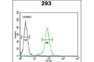 CLDN8 Antibody (Center) (ABIN653170 and ABIN2842734) flow cytometric analysis of 293 cells (right histogram) compared to a negative control cell (left histogram). (CLDN8 Antikörper  (AA 140-166))