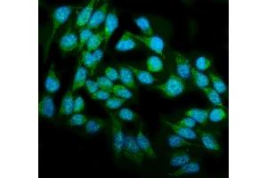 IF analysis of DAI/ZBP1 using anti-DAI/ZBP1 antibody (ABIN7600499). (ZBP1 Antikörper  (AA 2-421))