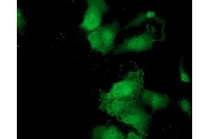 Immunofluorescence (IF) image for anti-MOB Kinase Activator 3B (MOB3B) antibody (ABIN1499539) (MOBKL2B Antikörper)