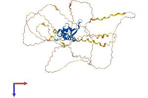 FOXD2 Protein (AA 1-492) (His tag)