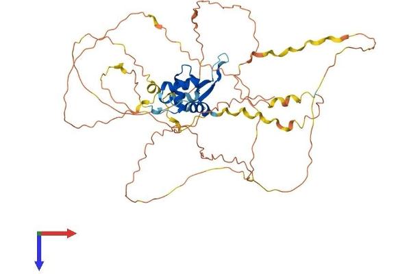 FOXD2 Protein (AA 1-492) (His tag)
