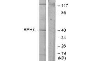 Western blot analysis of extracts from COLO205 cells, using HRH3 Antibody. (HRH3 Antikörper  (AA 291-340))
