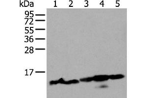 Western blot analysis of 293T and Hela cell lysates using HIST1H3A Polyclonal Antibody at dilution of 1:300 (HIST1H3A Antikörper)