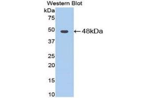 Western Blotting (WB) image for anti-Enolase, Muscle Specific (MSE) (AA 3-434) antibody (ABIN1077984) (MSE Antikörper  (AA 3-434))