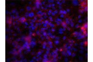 Immunofluorescence (IF) image for anti-Integrin alpha V (ITGAV) antibody (ABIN2664759) (CD51 Antikörper)