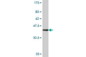 Western Blot detection against Immunogen (37. (TTC1 Antikörper  (AA 193-292))