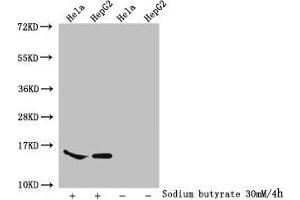 Western Blot Detected samples: Hela whole cell lysate, HepG2 whole cell lysate, Untreated (-) or treated (+) with 30 mM sodium butyrate for 4h All lanes: HIST1H2AG antibody at 1:100 Secondary Goat polyclonal to rabbit IgG at 1/50000 dilution Predicted band size: 15 kDa Observed band size: 15 kDa (HIST1H2AG Antikörper  (acLys74))