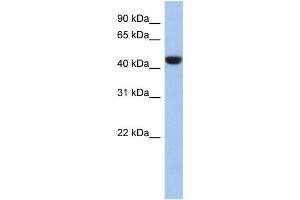 Western Blotting (WB) image for anti-Proline Rich 30 (PRR30) antibody (ABIN2459957) (PRR30 Antikörper)