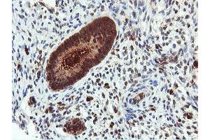 Image no. 9 for anti-Dual Specificity Phosphatase 23 (DUSP23) antibody (ABIN1497930) (DUSP23 Antikörper)