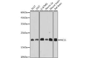 Western blot analysis of extracts of various cell lines, using NCS1 antibody (ABIN7268879) at 1:1000 dilution. (NCS1 Antikörper)