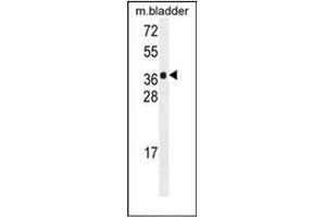 Western blot analysis of HARB1 Antibody (N-term) in mouse bladder tissue lysates (35ug/lane). (HARBI1 Antikörper  (N-Term))