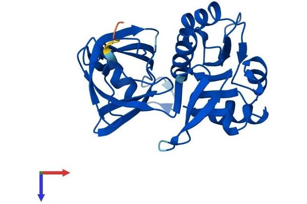 CYB5R2 Protein (AA 1-276) (His tag)